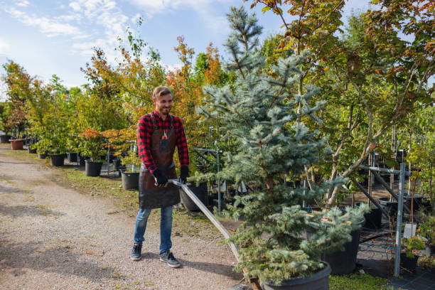 How Our Tree Care Process Works  in St Michaels, MD